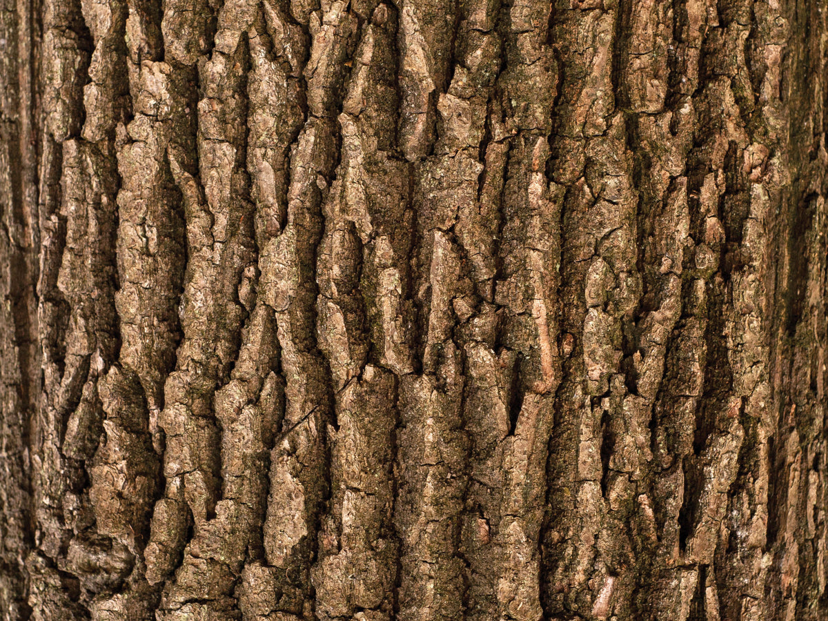 Close-up of a tree trunk showing rough, textured bark with deep grooves and ridges. The bark appears in shades of brown, highlighting the natural patterns formed by the trees growth.