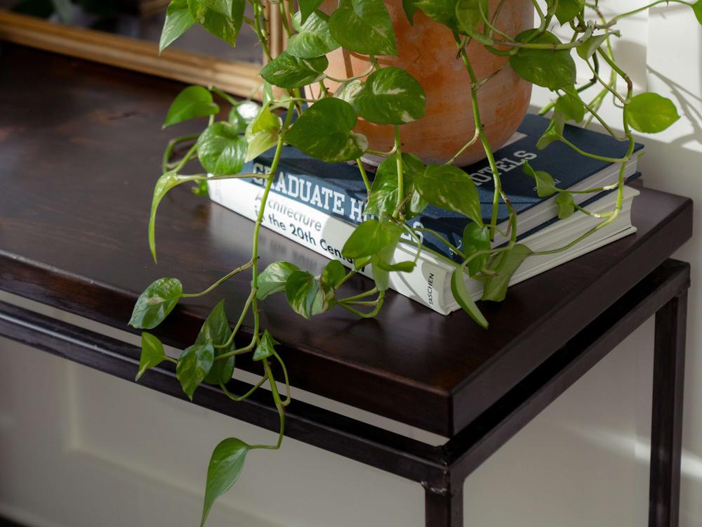 A potted plant with cascading green leaves sits on a James+James Floating Top Sofa Table in a rich tobacco finish. Two large hardcover books are placed beneath the plant, one of which has "Graduate History" visibly titled on the spine. Sunlight gently illuminates the scene.